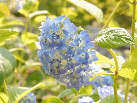 【花の写真】紫陽花の花 【花の写真】紫陽花の花 紫陽花,アジサイ,あじさいの写真素材