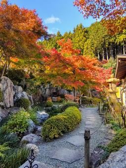 宝徳寺 宝徳寺,紅葉,青空の写真素材