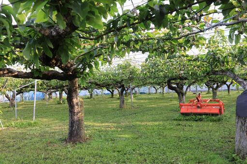 梨畑 梨,果物,秋の写真素材