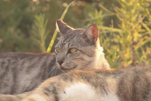 ねこ ねこ,野良,動物の写真素材