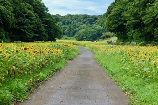 横須賀, くりはま花の国のひまわり畑 横須賀, くりはま花の国のひまわり畑の写真