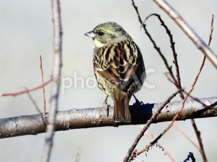 枝につかまるアオジ 鳥,野鳥,アオジの写真素材