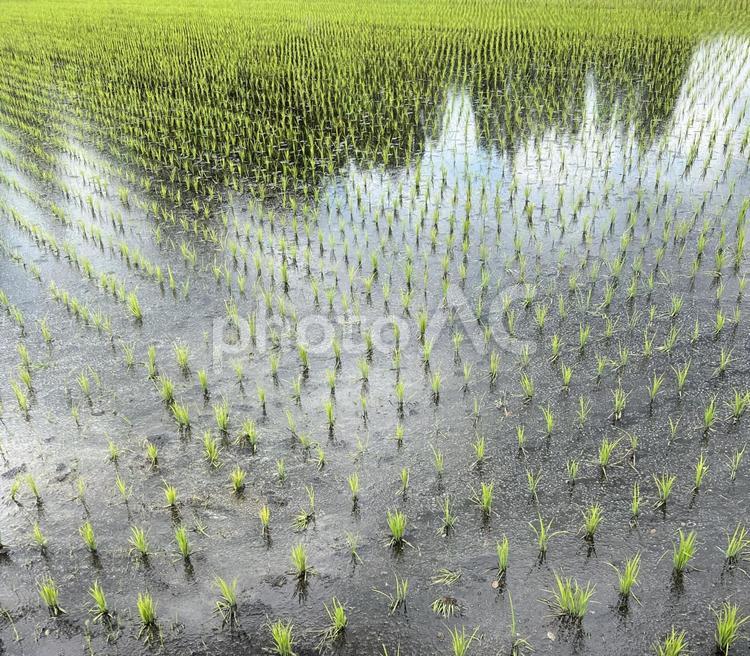 水田〜田植え〜田園風景 水田,田園風景,田植えの写真素材
