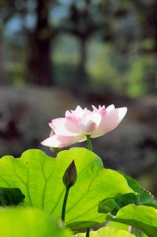 蓮の花 蓮の花の写真