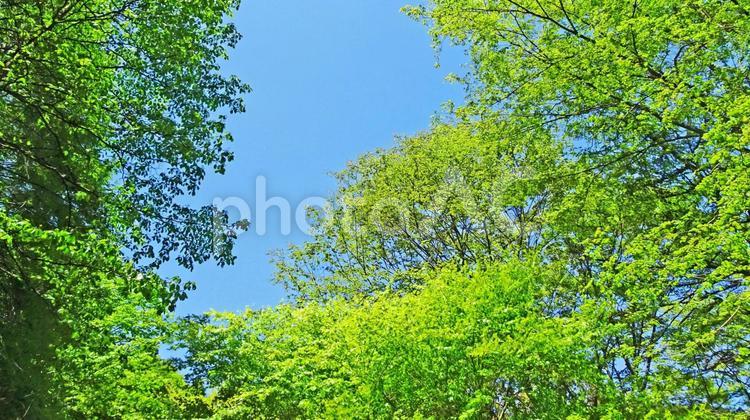 樹木と空 新緑,木漏れ日,青空の写真素材