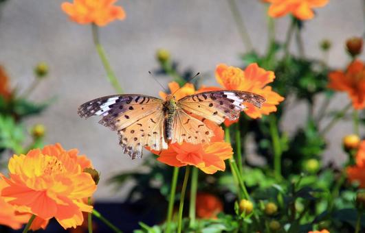 翅のちぎれた蝶とキバナコスモス 翅のちぎれた蝶とキバナコスモス チョウ,コスモス,オレンジ色の写真素材