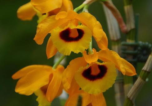 デンドロビウム・フィンブリアタム・オク～の写真