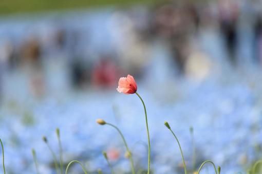 茨城 国営ひたち海浜公園 ネモフィラ 茨城 国営ひたち海浜公園 ネモフィラの写真
