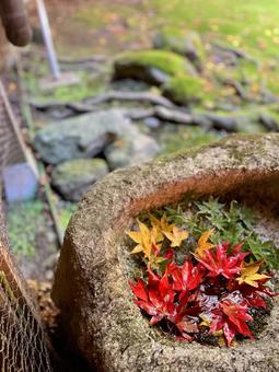 Photo, autumn leaves, gradation, red, 