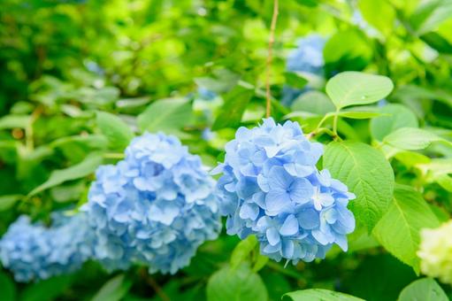 紫陽花 梅雨の季節 紫陽花 梅雨の季節の写真