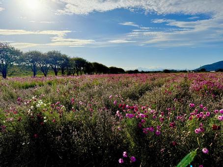 福井県 曇り空と宮ノ下コスモス公苑 福井県 曇り空と宮ノ下コスモス公苑の写真