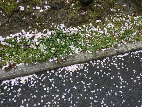 アスファルトに桜の花びら8 アスファルトに桜の花びら8の写真