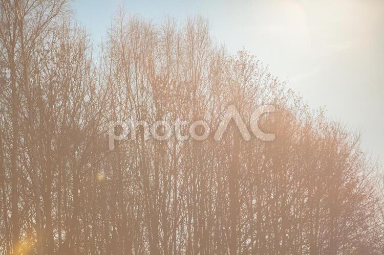 秋の樹木3 木,秋,青空の写真素材