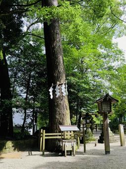 石上神宮 神杉 石上神宮 神杉の写真