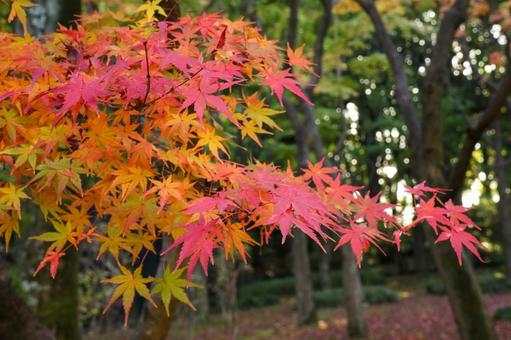 色鮮やかに染まるもみじの葉 色鮮やかに染まるもみじの葉の写真