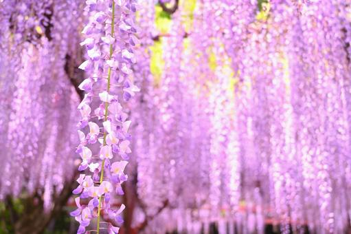 Wisteria, JPG Wisteria, JPG