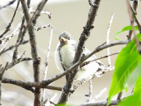 シジュウカラの幼鳥の写真