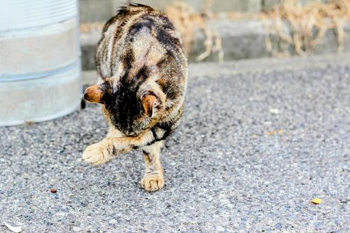 猫 猫の写真