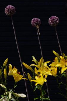 Photo, yuri, lily, flower, 