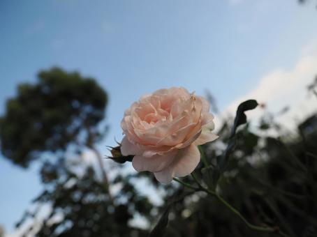 バラ園にて白い薔薇を撮った写真 バラ園にて白い薔薇を撮った写真の写真