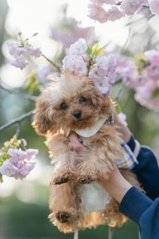 トイプードルのパピーと八重桜 トイプードルのパピーと八重桜の写真