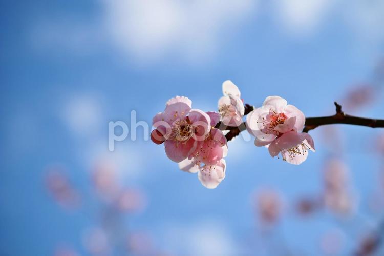 ＜春のイメージ＞梅の花 梅,花,梅の花の写真素材
