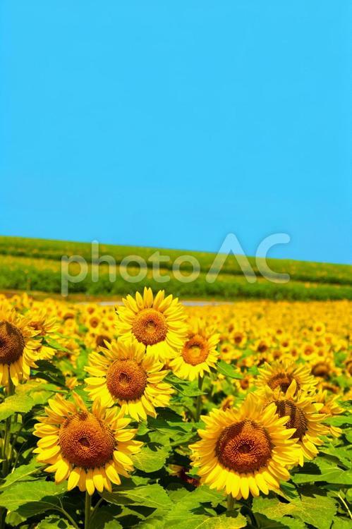 満開のひまわり畑の画像　2671 ひまわり,ひまわり畑,夏の写真素材