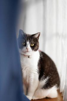 カーテンから見る猫 カーテンから見る猫,猫,ねこの写真素材