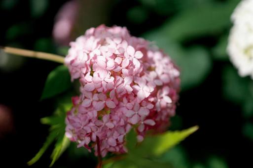 Hydrangea, JPG