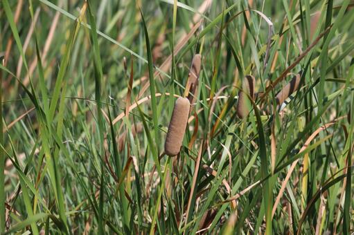 緑の葉と茶色の蒲の穂 緑,葉,茶色の写真素材