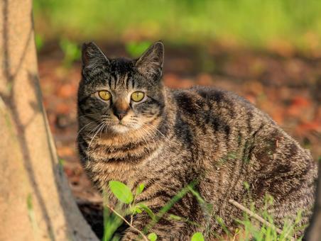 夕日を見つめるキジトラ猫です。 夕日を見つめるキジトラ猫です。の写真