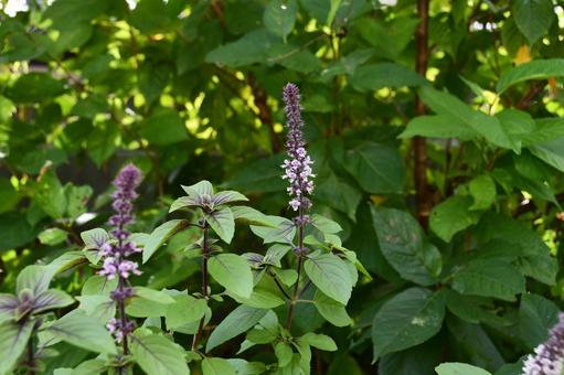 バジルの花 バジル,花,グリーンの写真素材