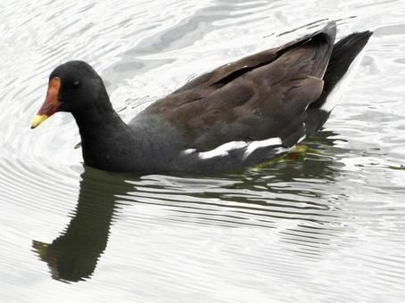 川面を泳ぐバン 鳥,野鳥,バンの写真素材