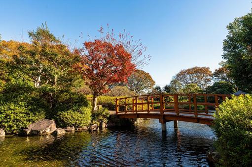秋の城北公園のほとり 池,公園,紅葉の写真素材