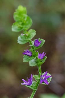 Photo, clasping venus, platycodon, flower, 