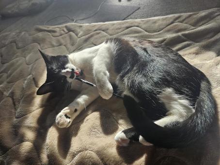 A brown-haired older cat rolling around in the light, JPG