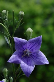 Photo, campanulaceae, flower, bellflower family, 