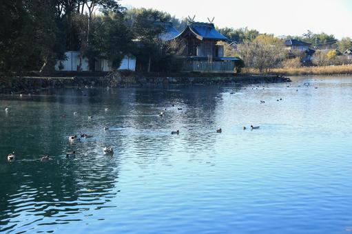 熊本県嘉島町 浮島池 熊本県嘉島町 浮島池 浮島池,浮島,池の写真素材