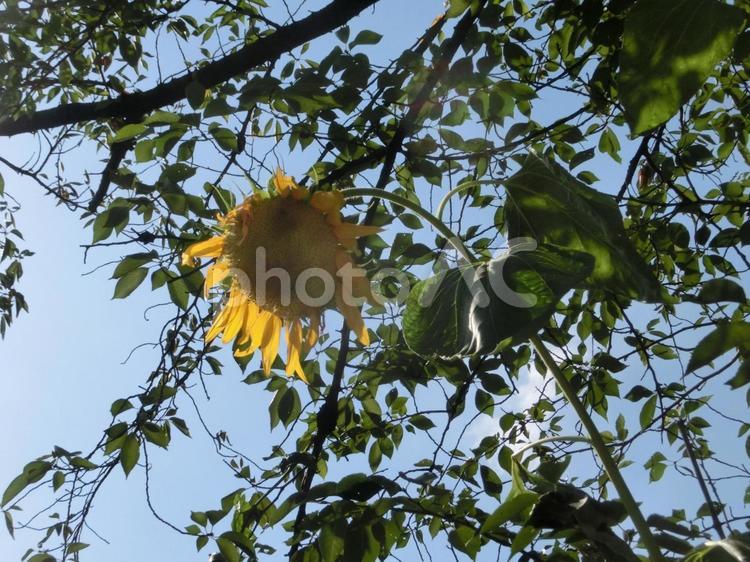 樹々のそばのヒマワリ-2 樹々,そば,ヒマワリの写真素材