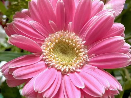 ピンク色のガーベラ ピンク色のガーベラ ガーベラ,花,植物の写真素材