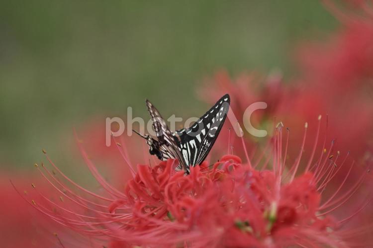 曼珠沙華と蝶々③ アゲハチョウ,彼岸花,蝶々の写真素材