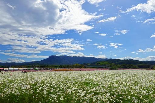 白いコスモスと八面山 コスモス,八面山,三光コスモス園の写真素材