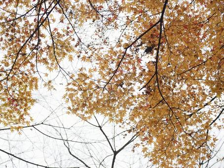 紅葉と空 紅葉,秋,空の写真素材