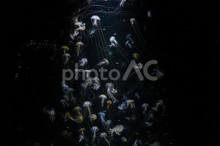 暗闇に浮かぶ美しいクラゲ くらげ,海月,水族館の写真素材