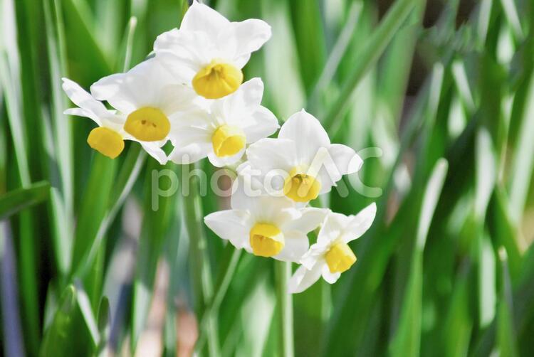 鮮やかな水仙の花 春,水仙,花の写真素材