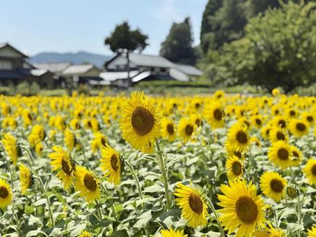 福井県 越前市の山奥のひまわり畑 福井県 越前市の山奥のひまわり畑 福井県,越前市,福井の写真素材