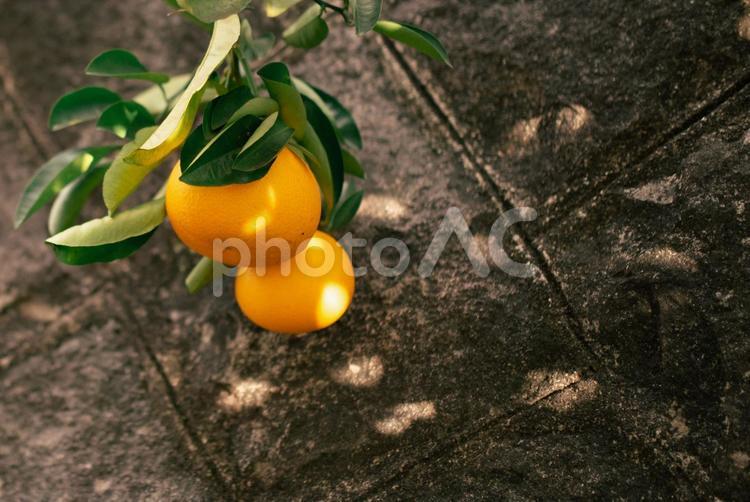 はっさく　果物　柑橘類　柑橘系　フルーツ はっさく,みかん,オレンジの写真素材