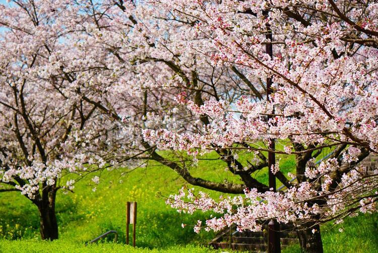 植物素材【桜】ソメイヨシノ 桜,植物,花の写真素材