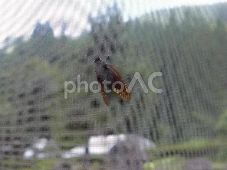 網戸にしがみついたセミを腹から撮影 セミ,蝉,網戸の写真素材