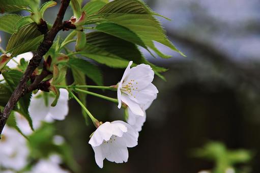 オオシマザクラ オオシマザクラ,大島桜,桜の写真素材